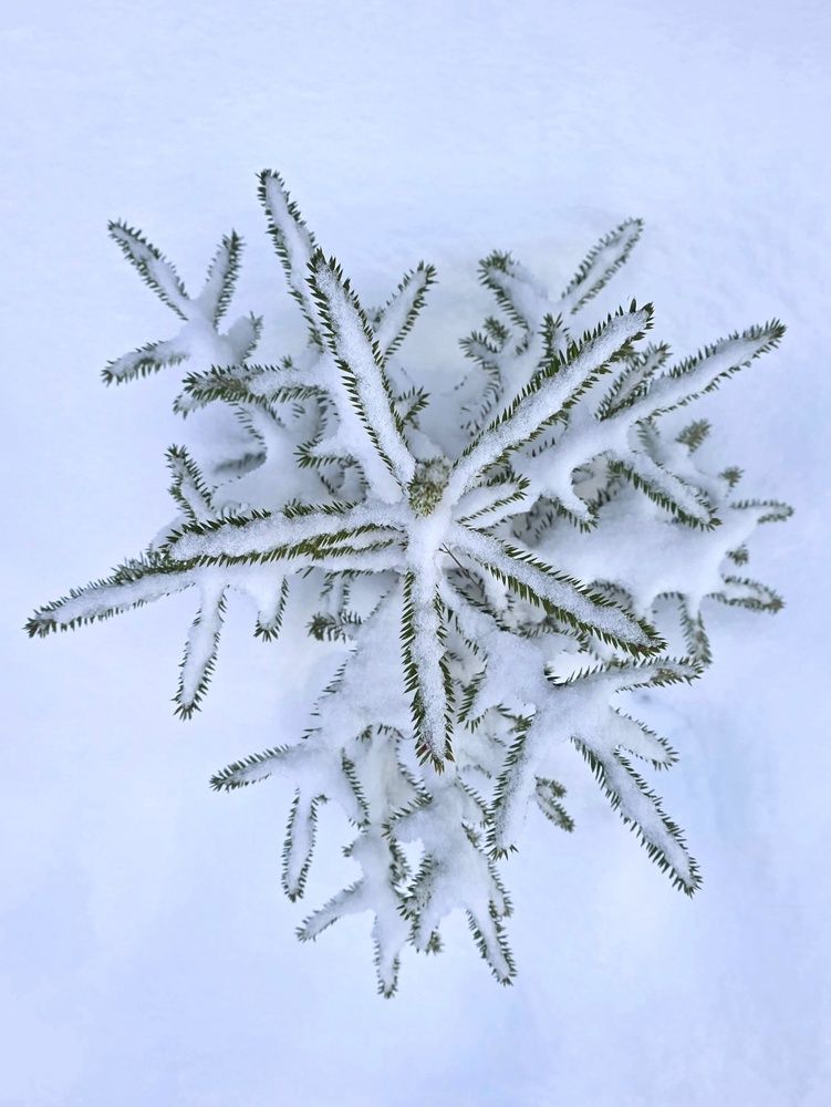 Photograph by Светлана Кустова
