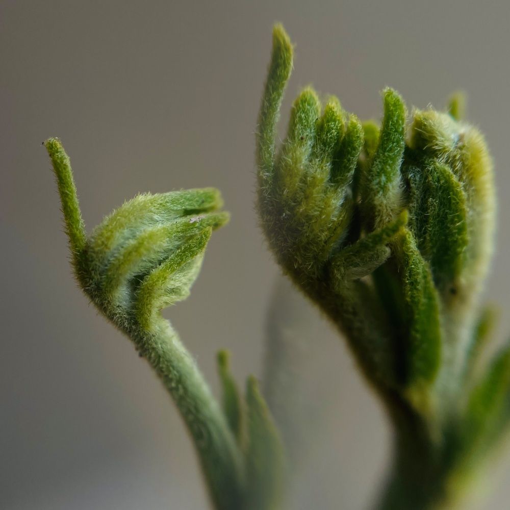 The tiny hands of nature