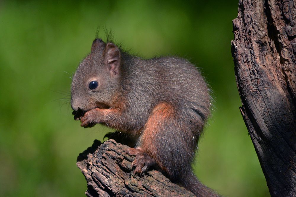 Squirrel on a branch