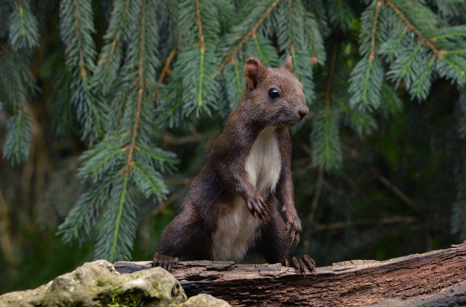 Squirrel in the forest