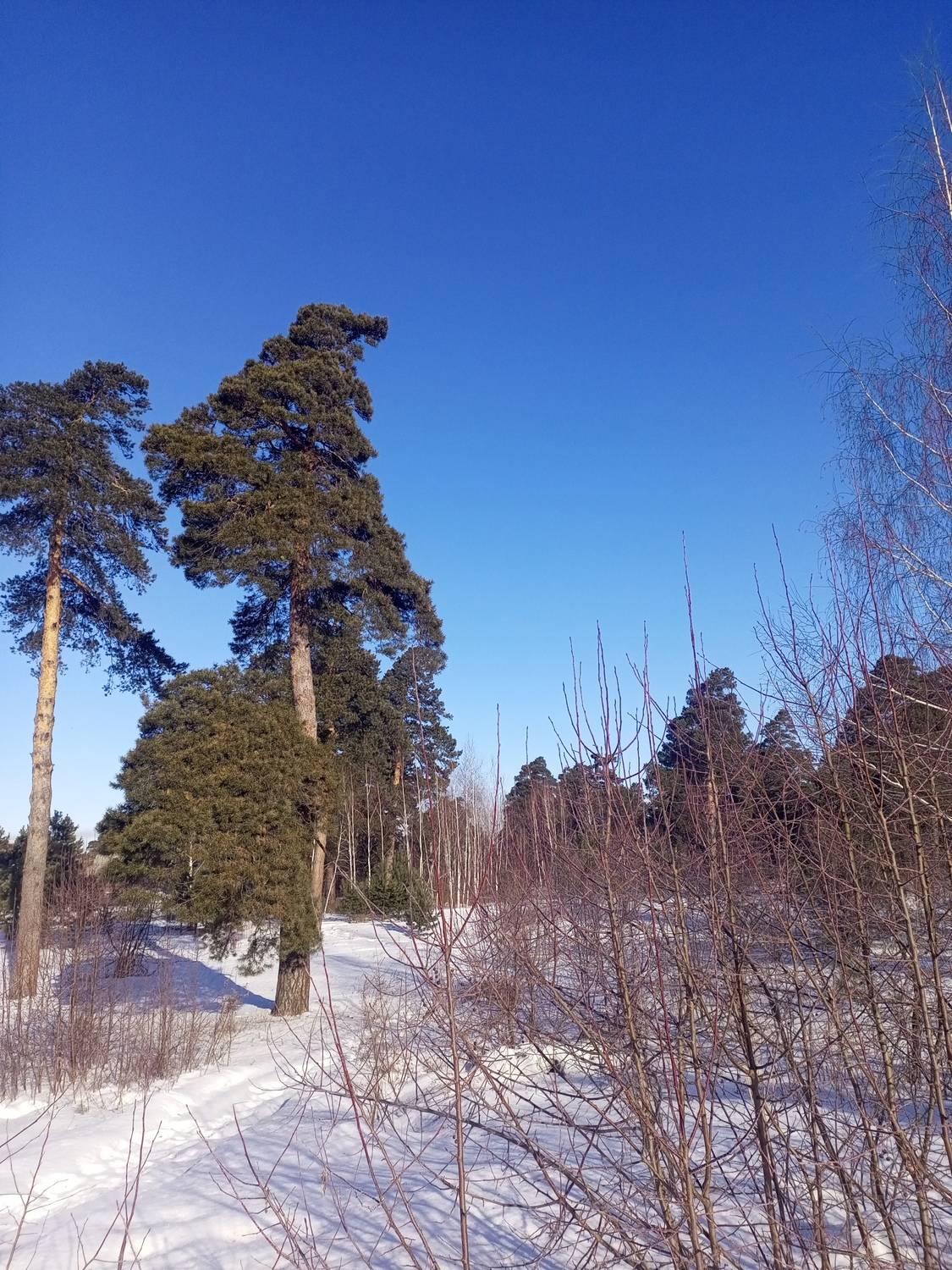 Photo #13332667