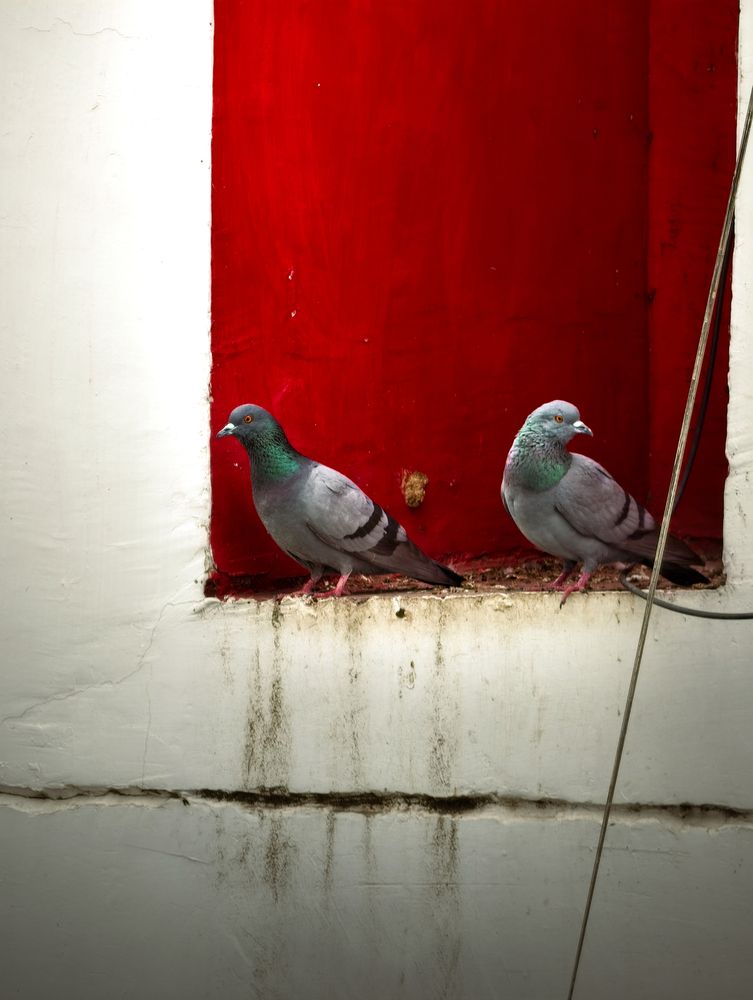 Photograph by Amit Sri
