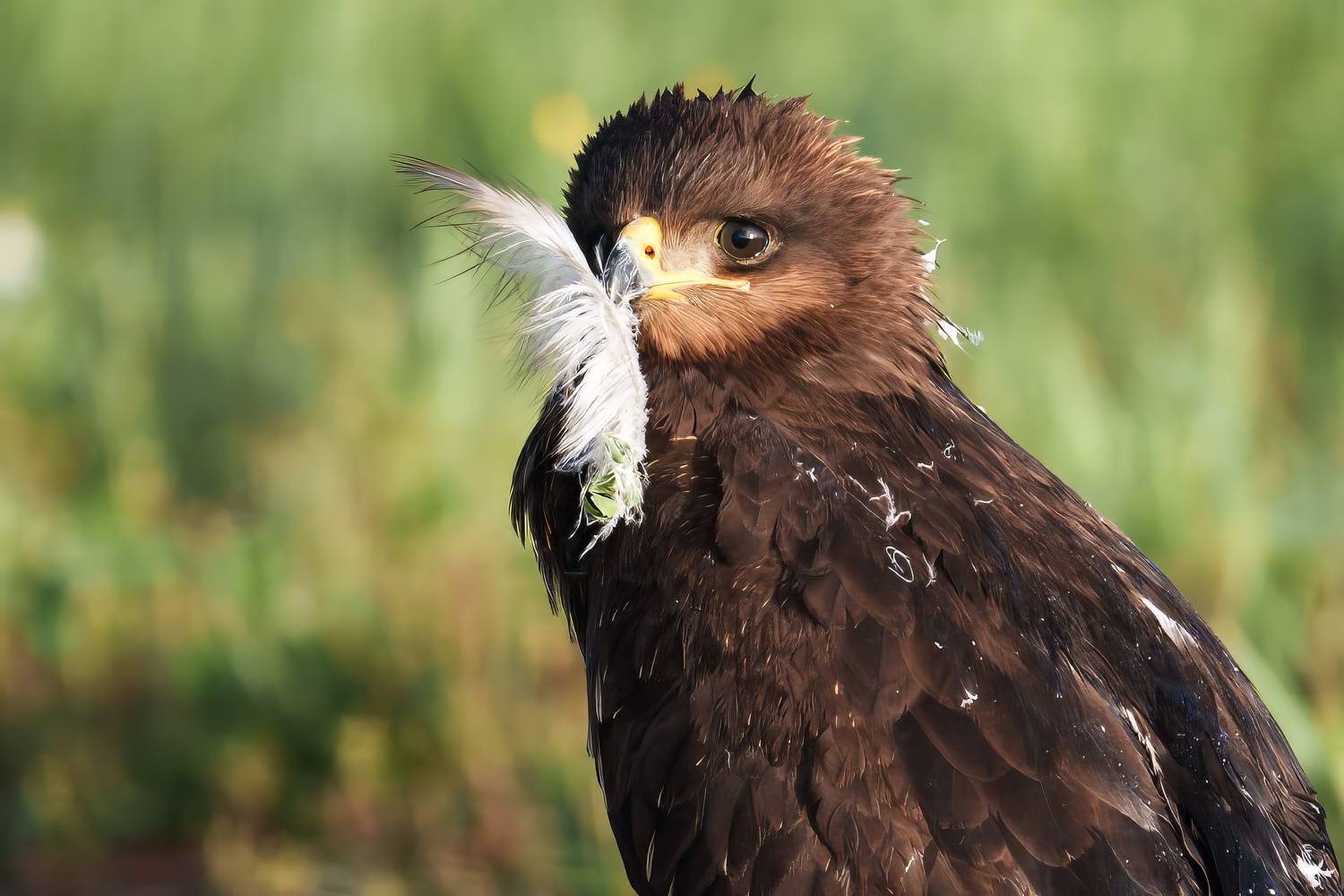 удачная охота