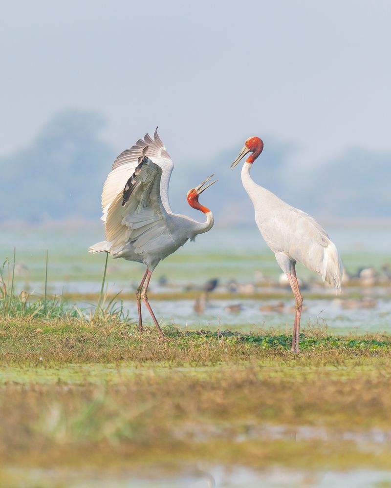 Photograph by Ayan Bhattacharya