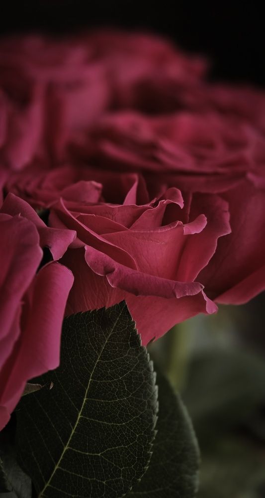 Photograph by Галина Перепечаева