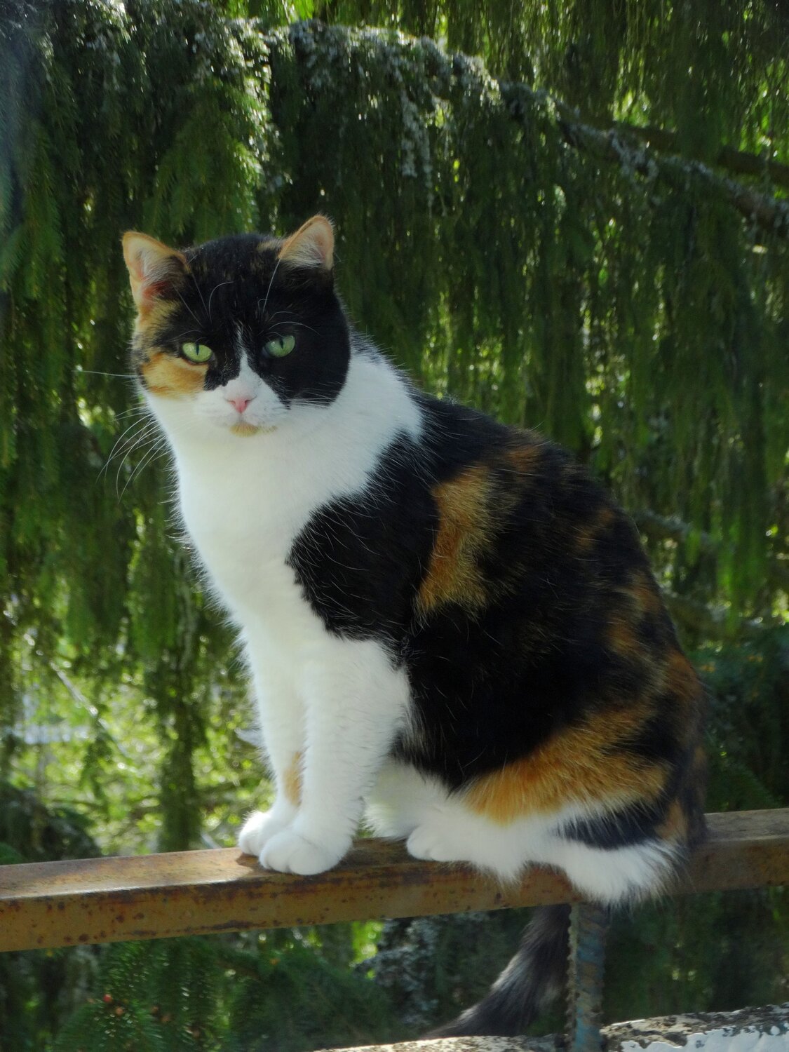 Photo #13333002