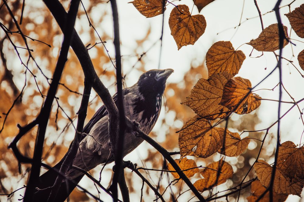 Photo #13333064