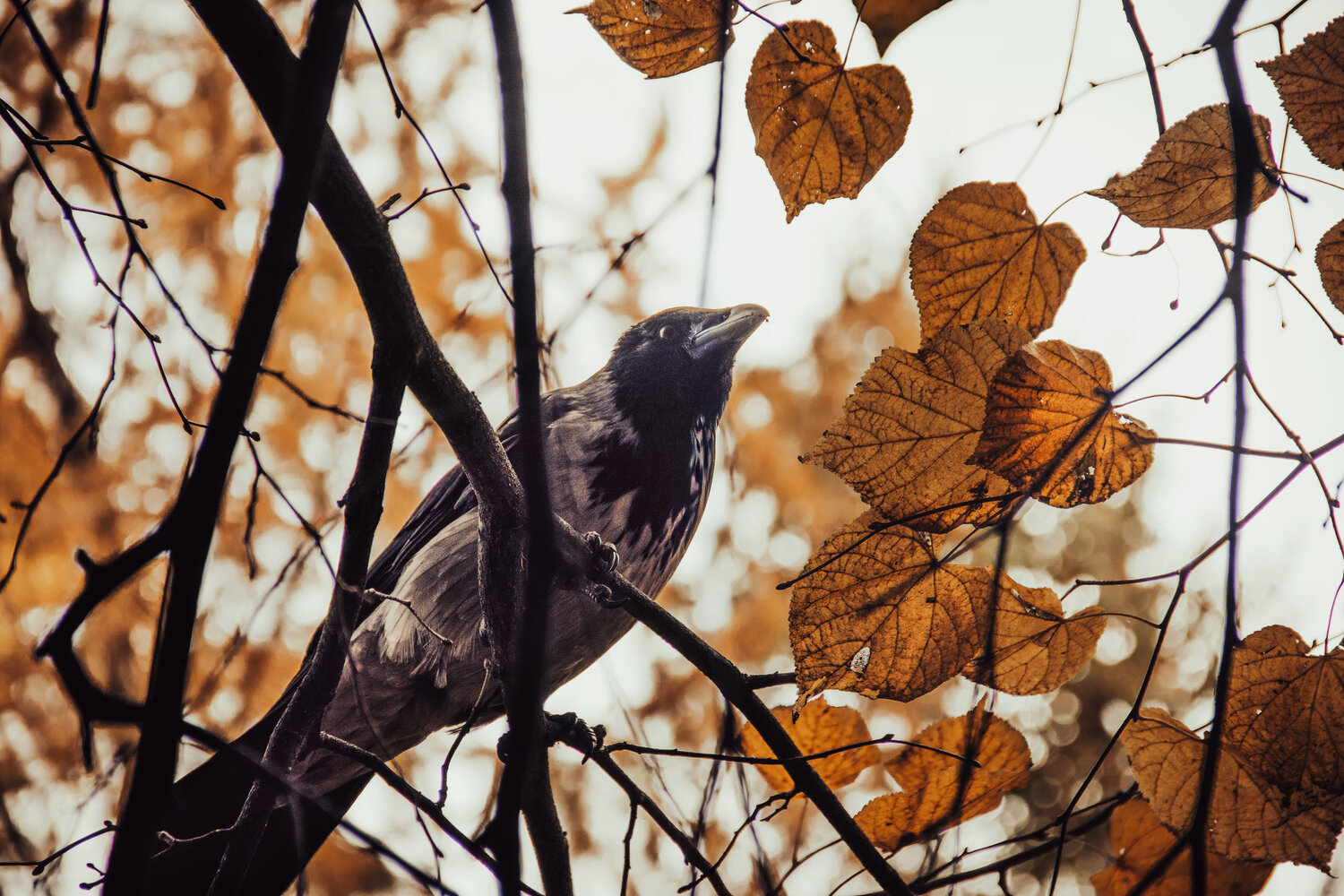 Photo #13333064