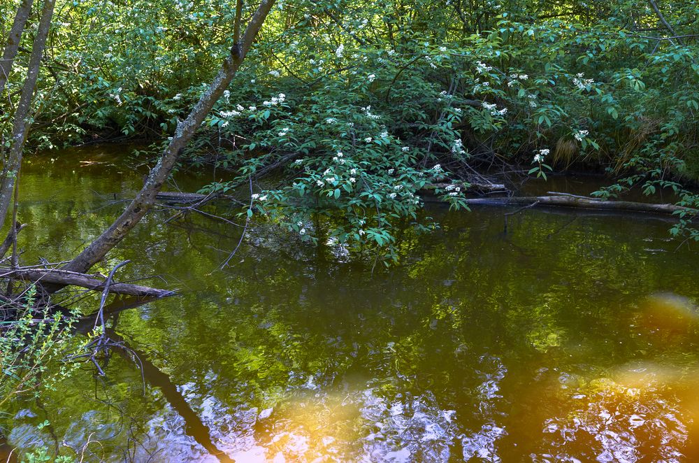 Черёмуха над водой.