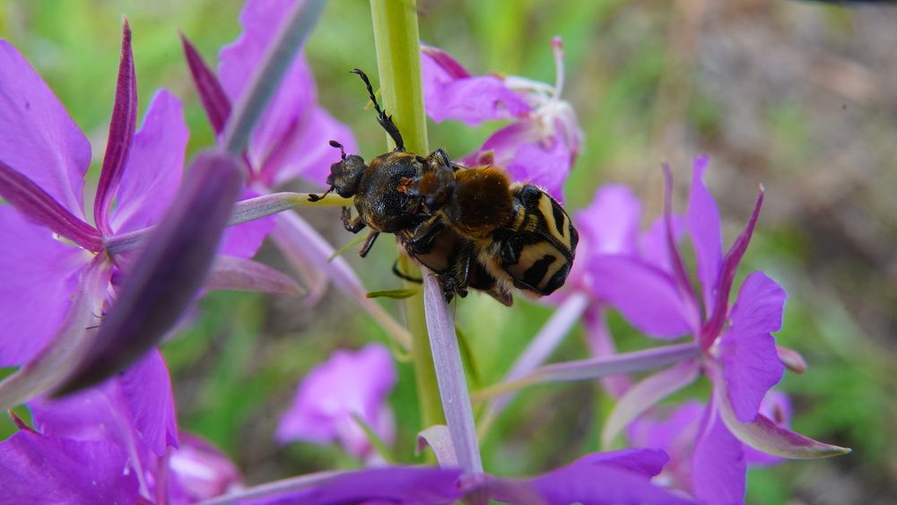 Photograph by Alexandr Klyuev