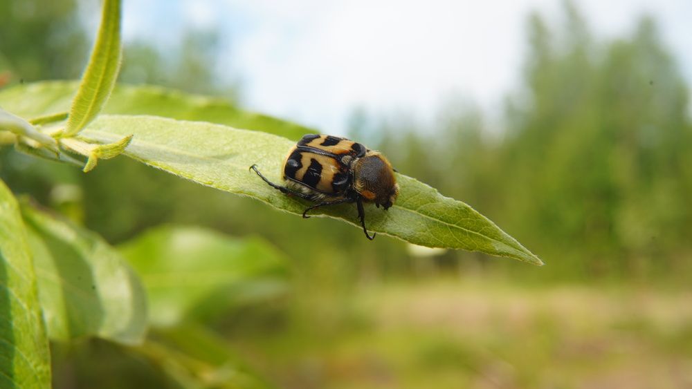 Photograph by Alexandr Klyuev