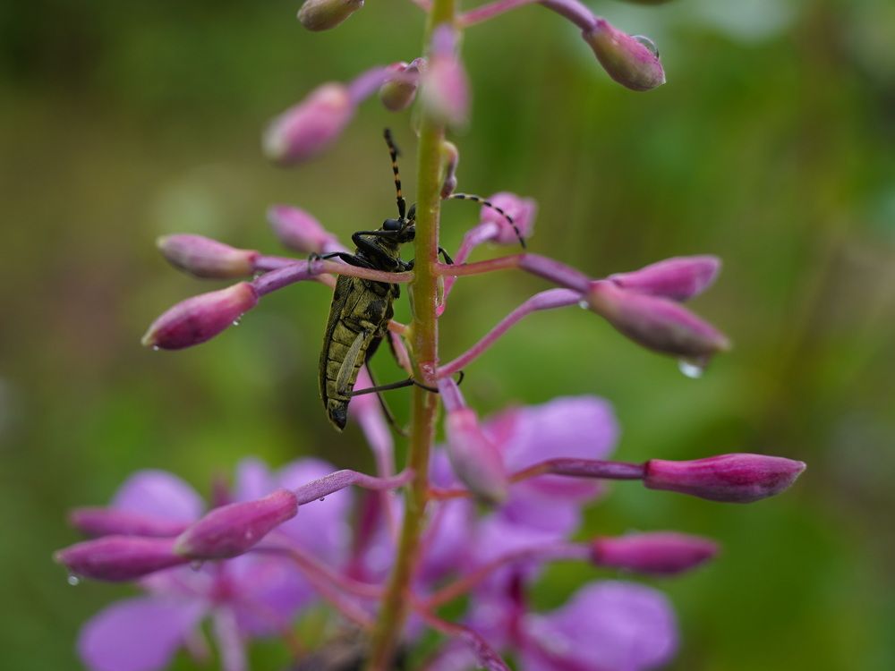 Photograph by Alexandr Klyuev