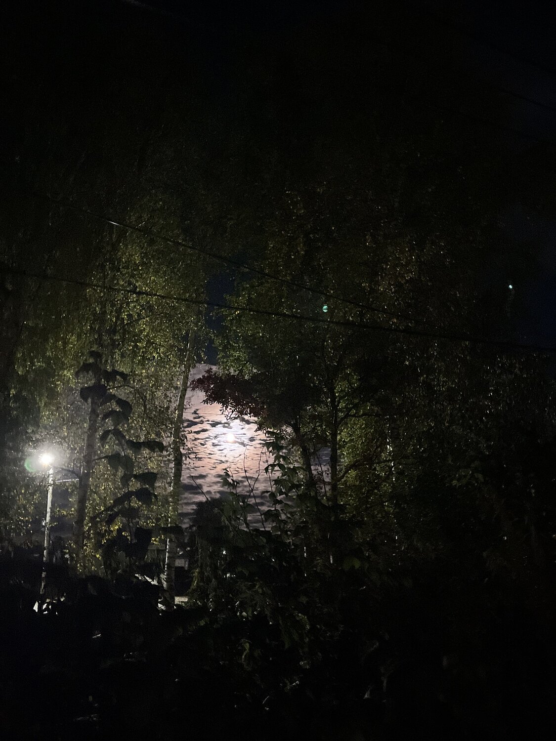 Photo #13333408