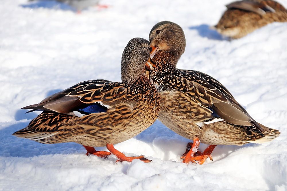 Photograph by Александр Лазебник