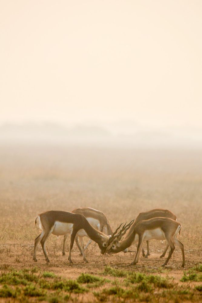 Clash of the spiral horns