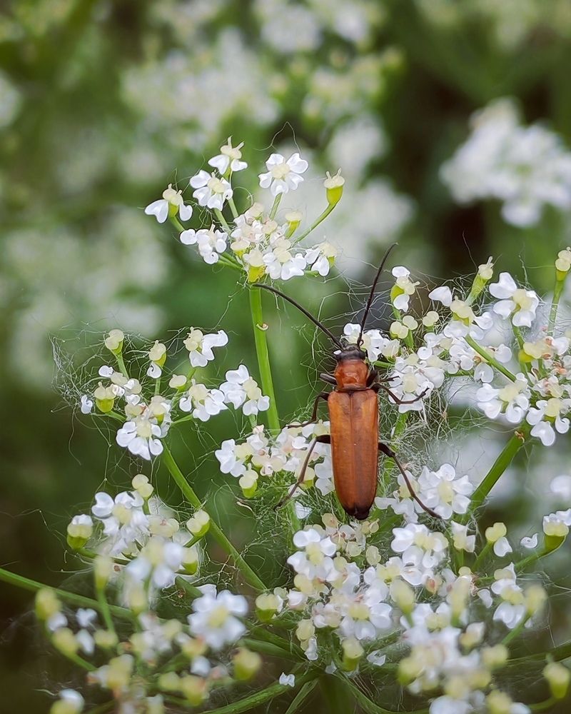 Photograph by Альбина Майкова