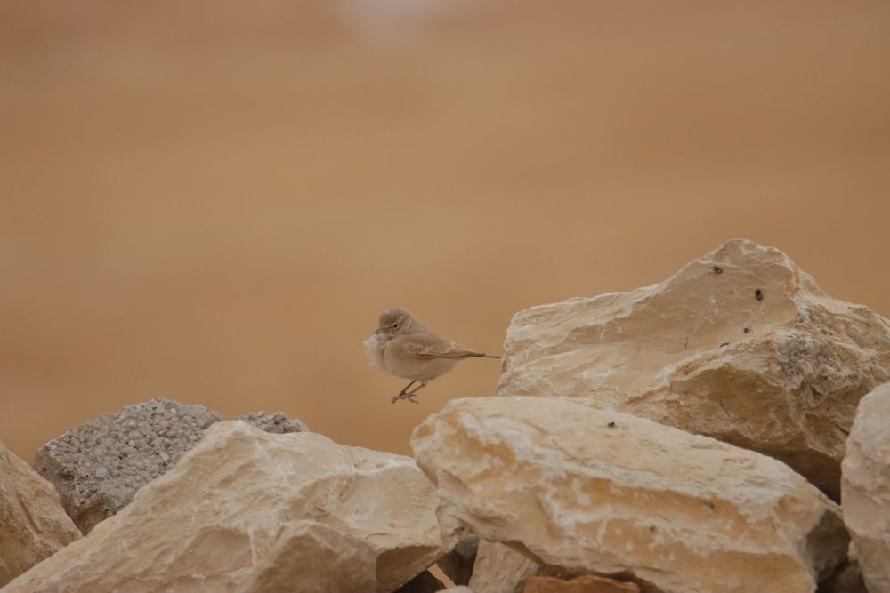 Photograph by Areeb