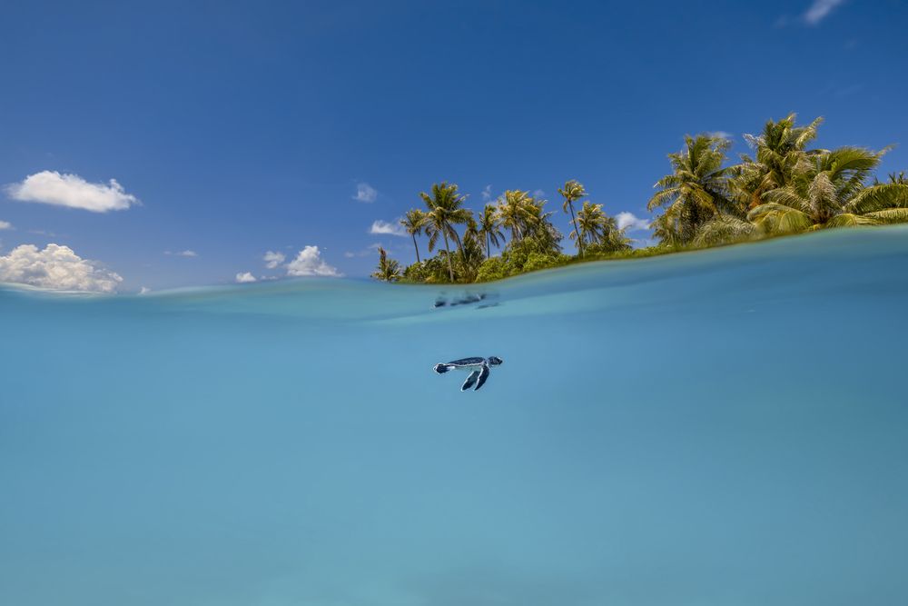 Photograph by ANTON Julien