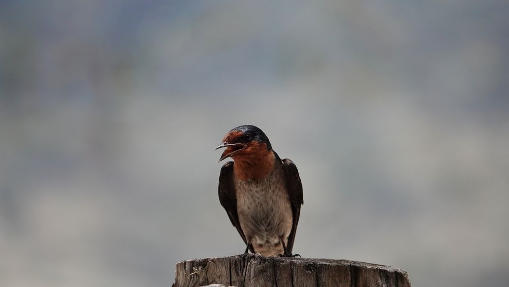 Pacific Swallow