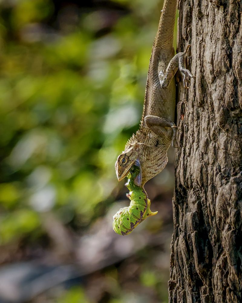 Photograph by Ashit Gandhi