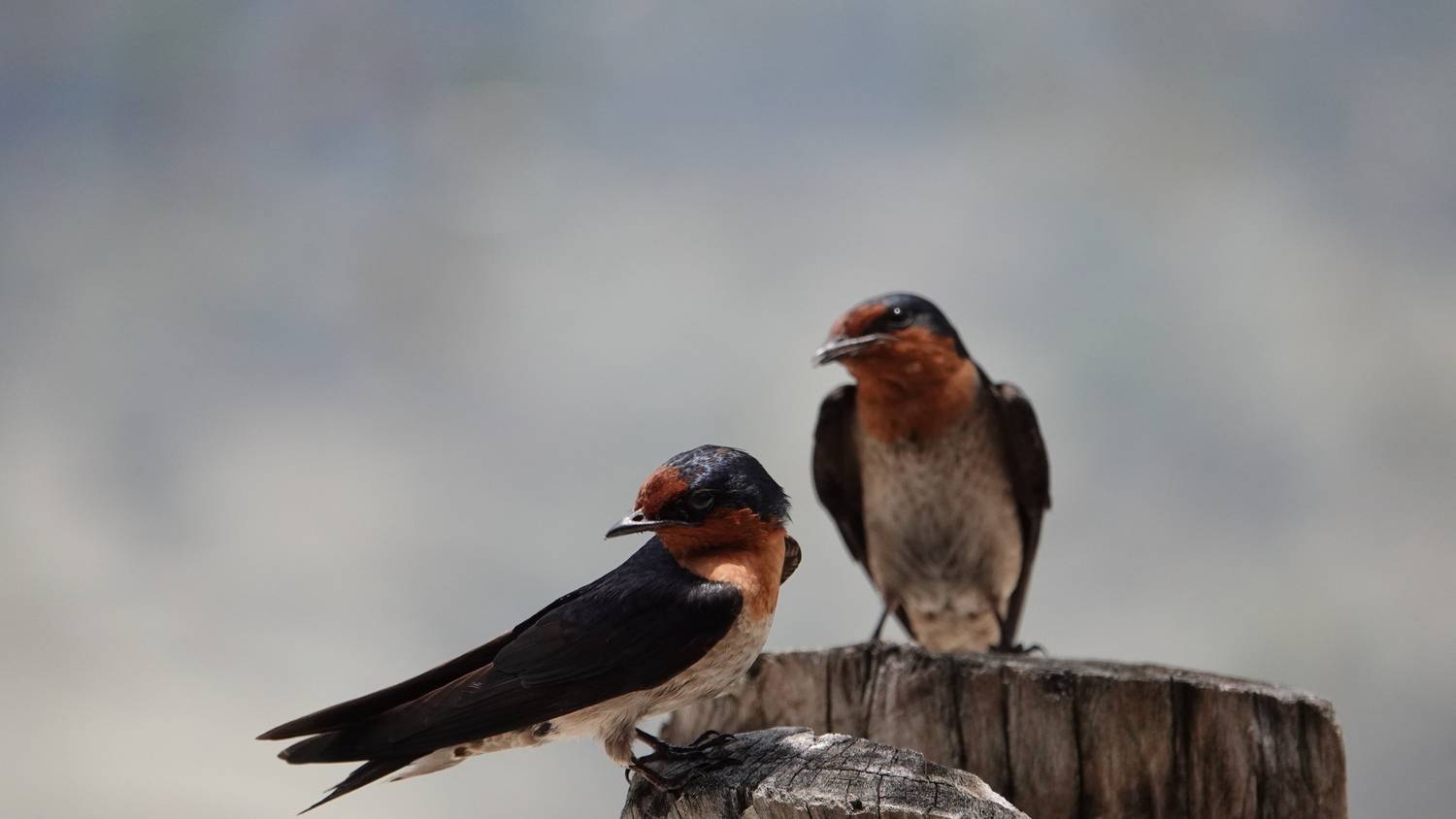 Pacific Swallow
