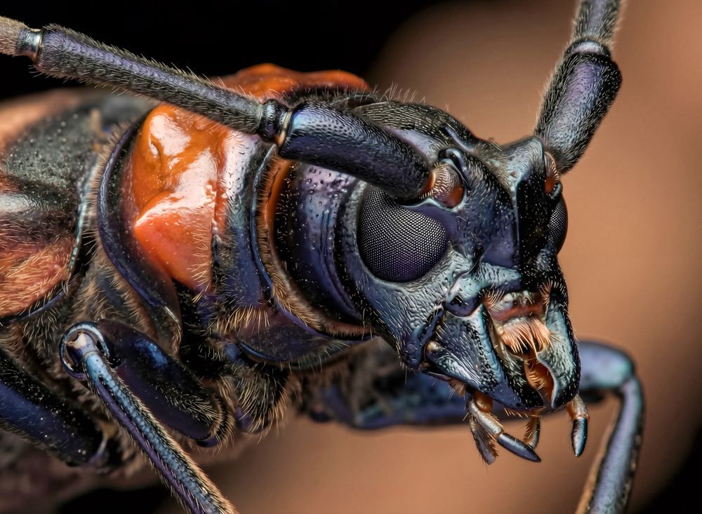 Dinoprionus cooperi