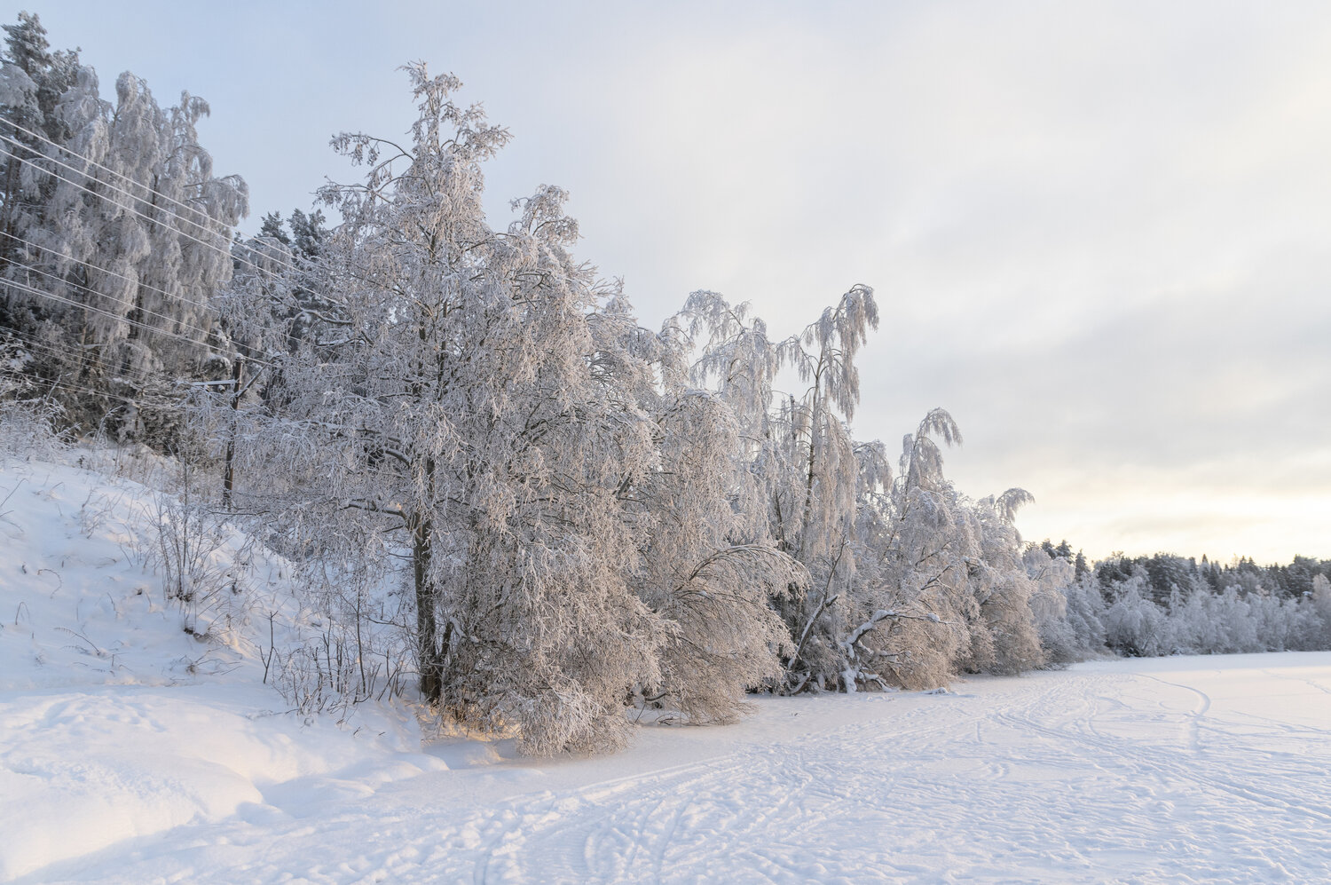 Photo #13334489