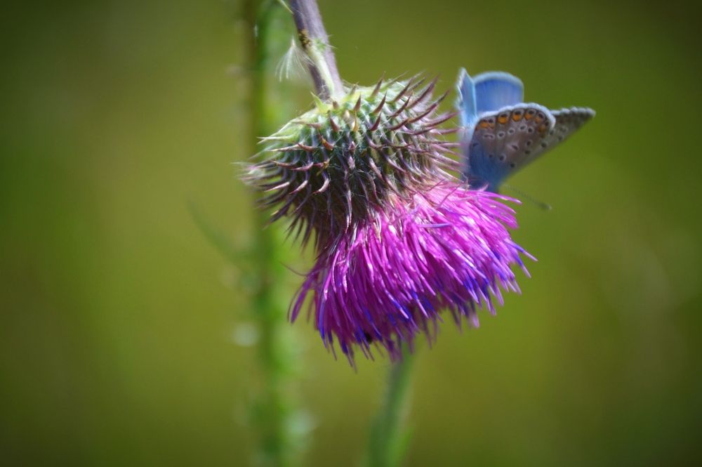 Photograph by Евгения Сапон