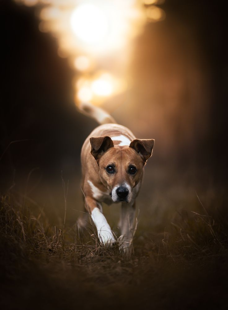 Golden Hour Scout