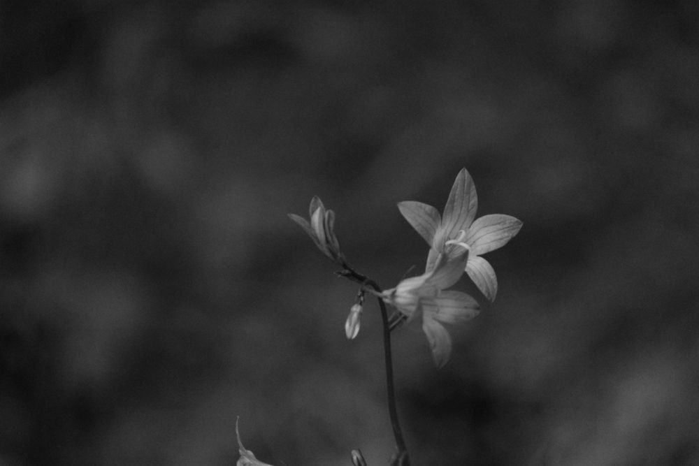 Photograph by Екатерина Александровна