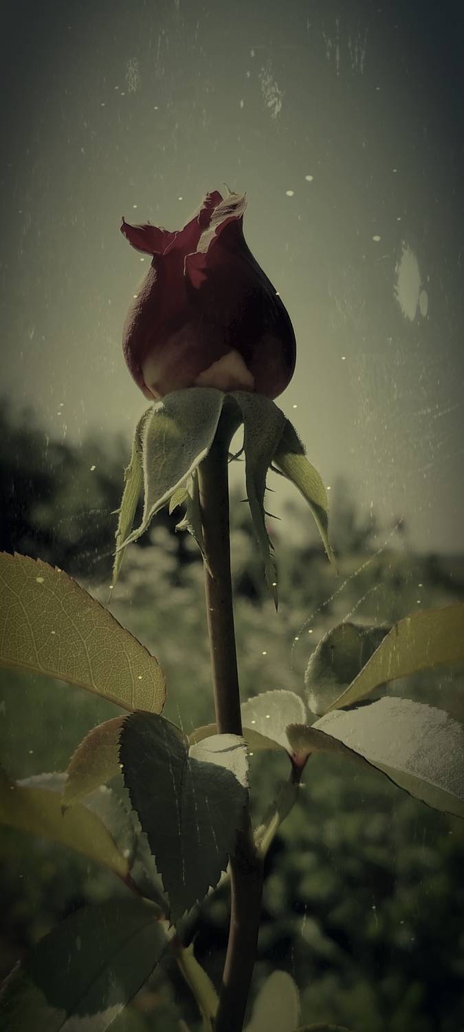 Photo #13334726
