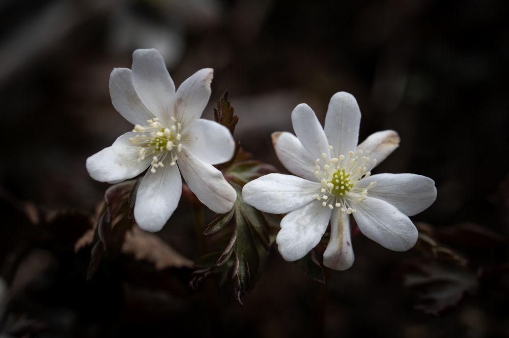 Photograph by Оксана О.