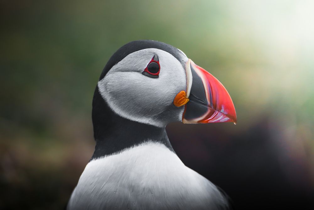 Múlafossur Puffin