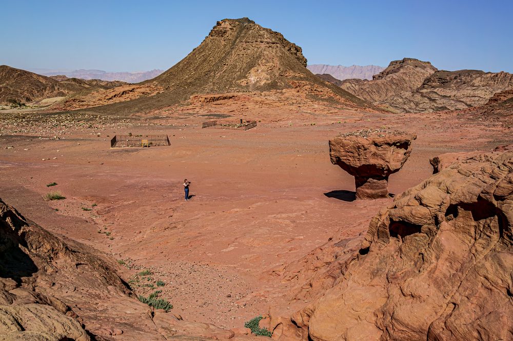 Кадр с грибом