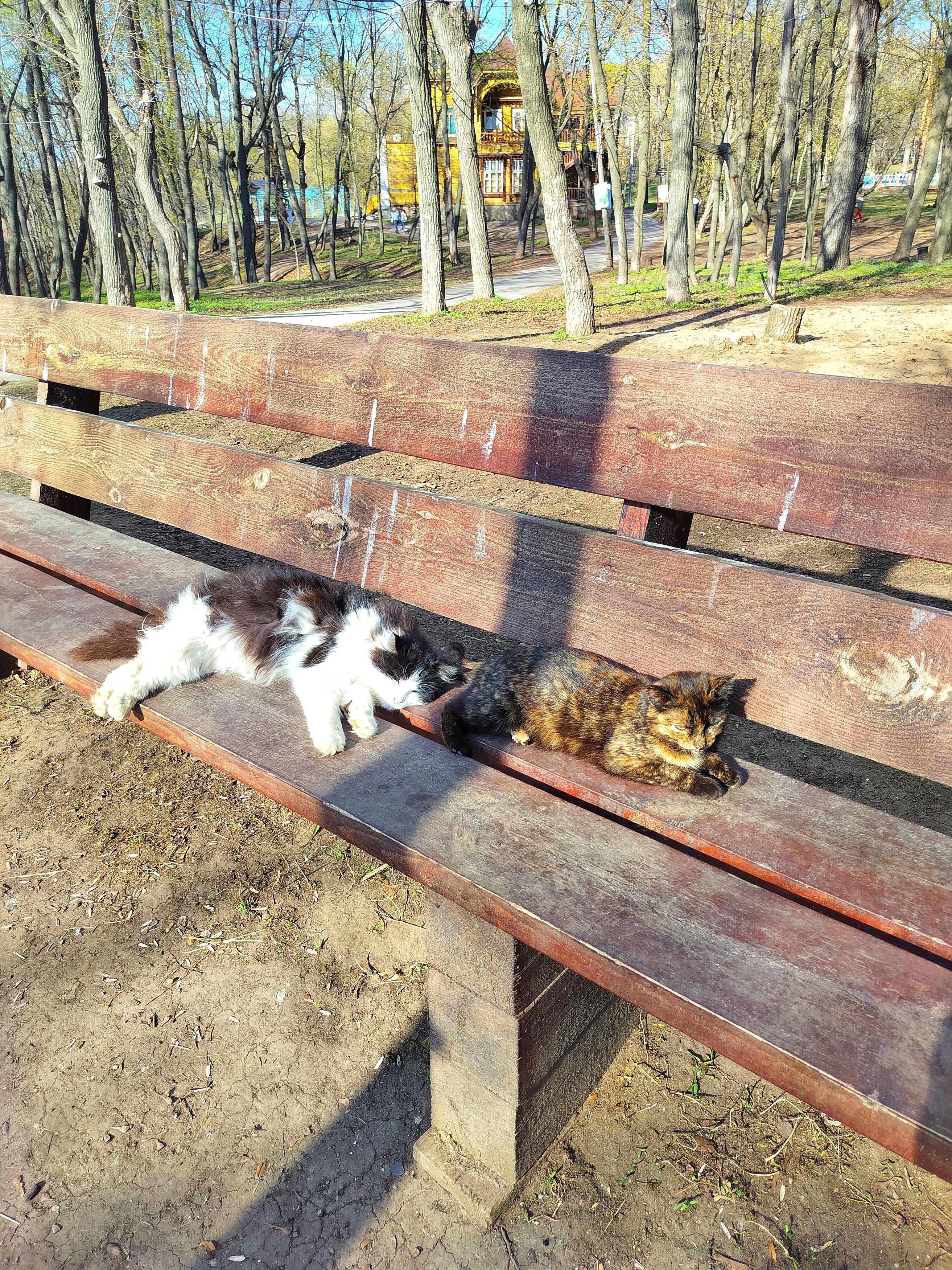 Photo #13335381