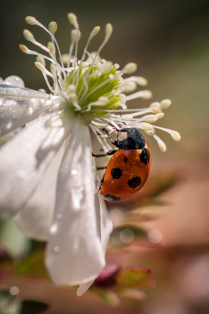 Photograph by Оксана О.