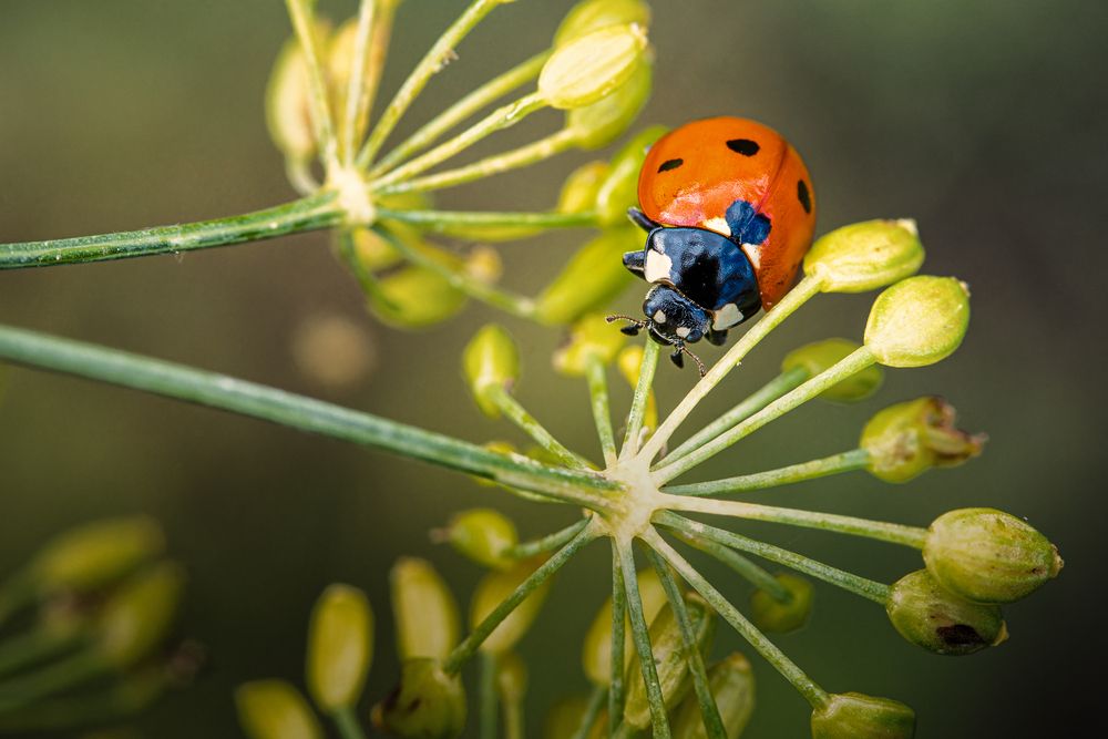 Photograph by Jiří Hakauf