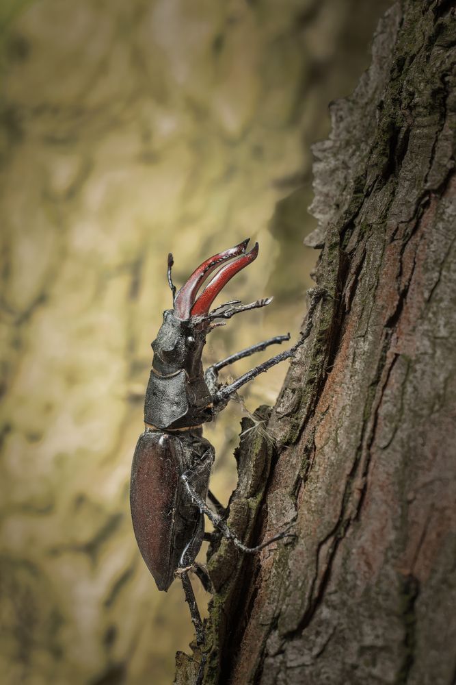 Photograph by Jiří Hakauf