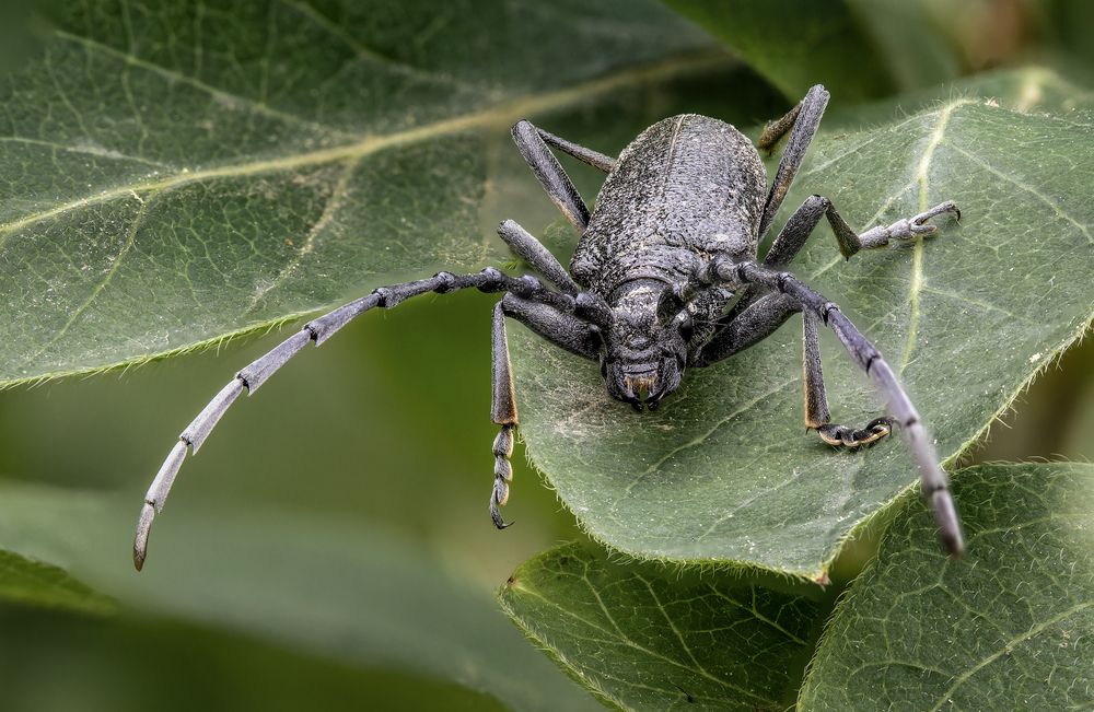 Photograph by Jiří Hakauf