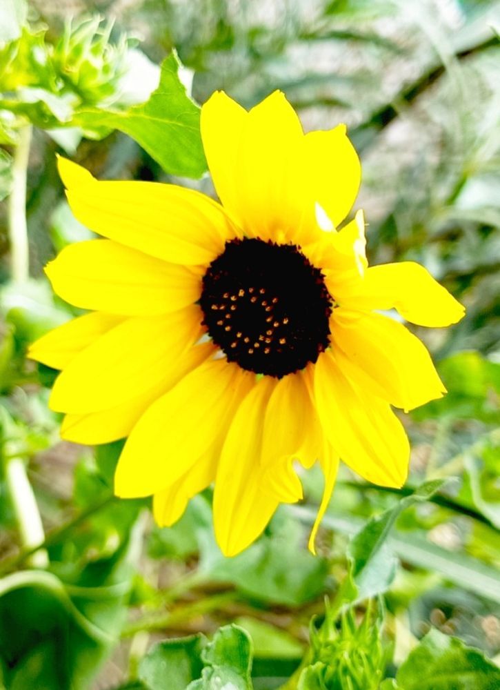 Photograph by Veeresh Mariguddi