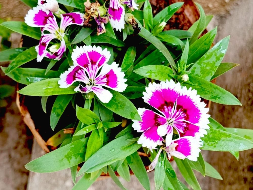 Photograph by Veeresh Mariguddi
