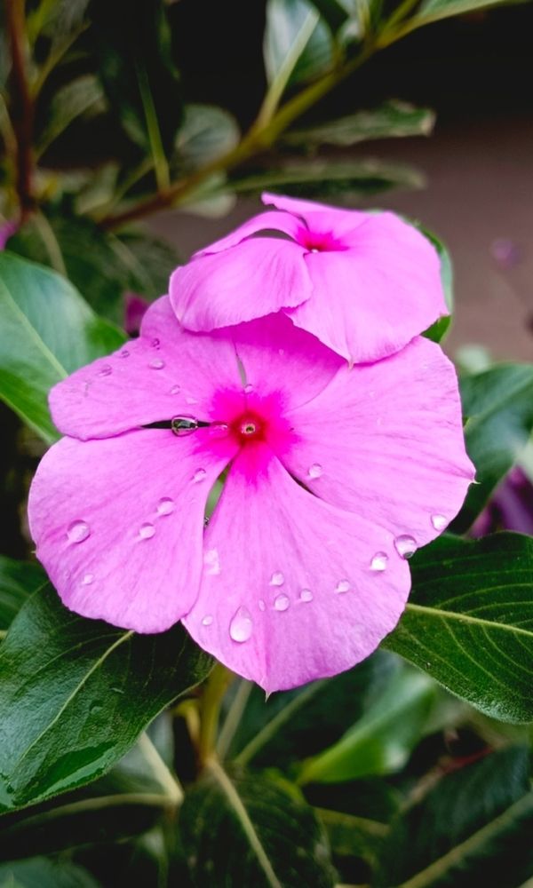 Photograph by Veeresh Mariguddi