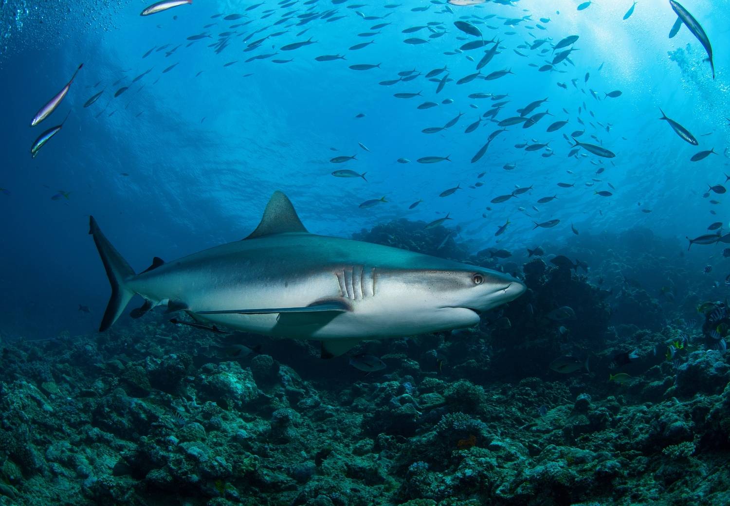 Фотография #13336002