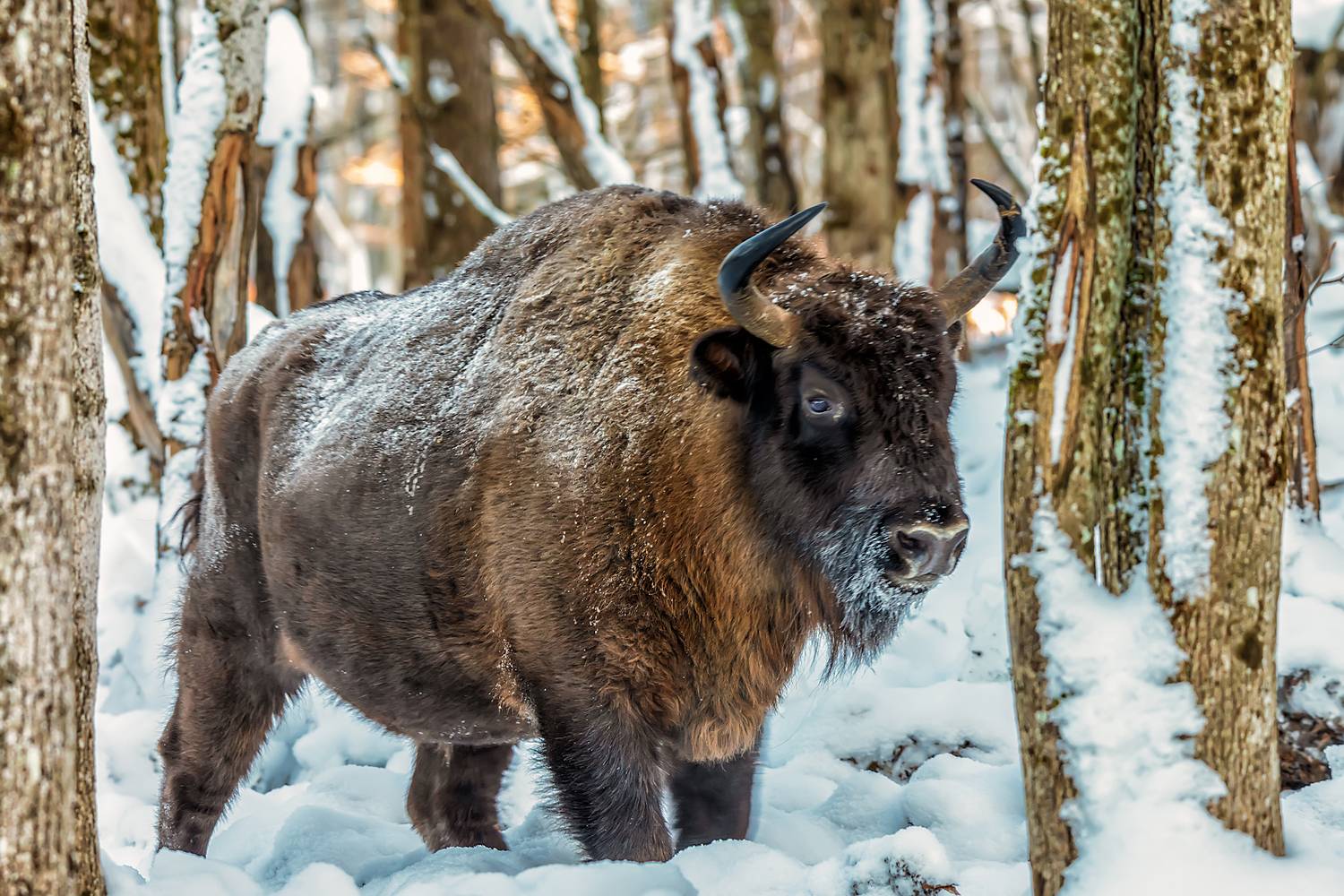 Зубр в лесу