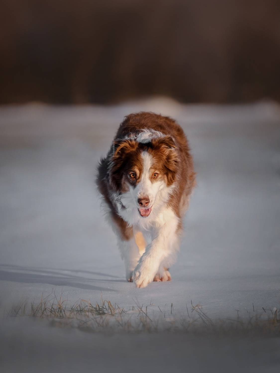 Photo #13336032
