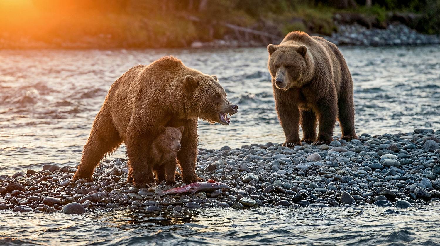 Напряженная ситуация Напряженная ситуация