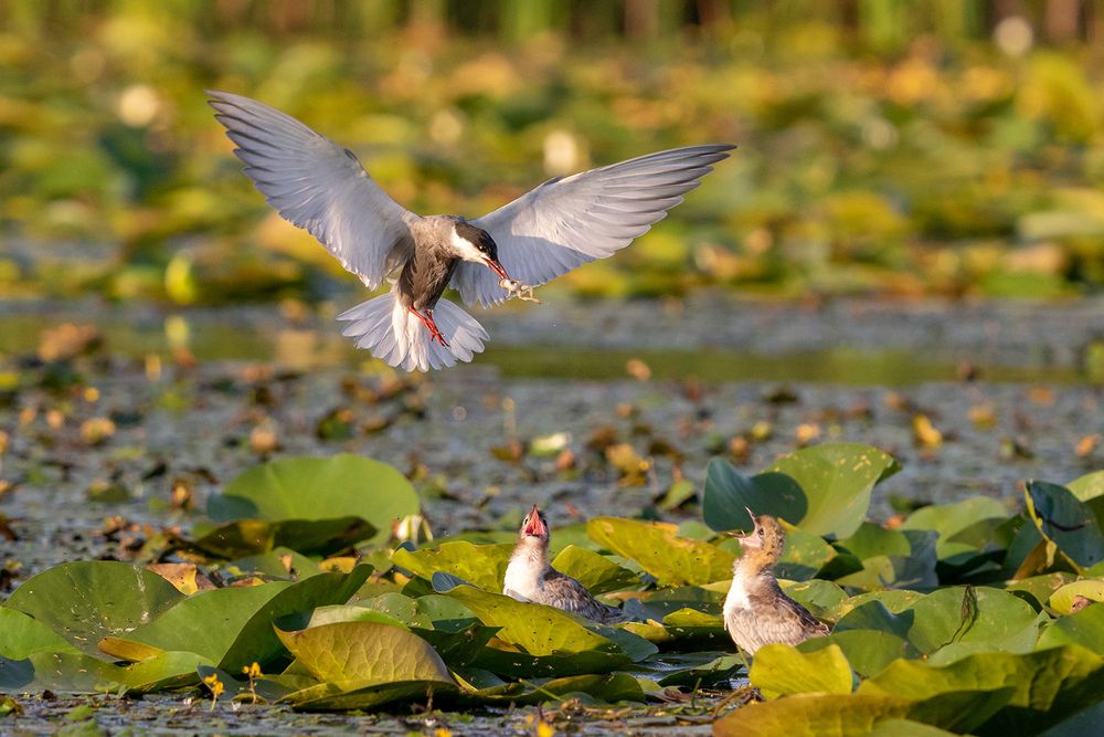 Life under the wings