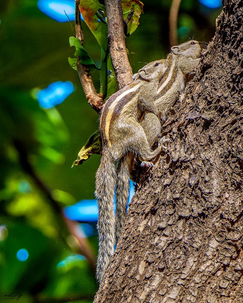 Photograph by Ashit Gandhi