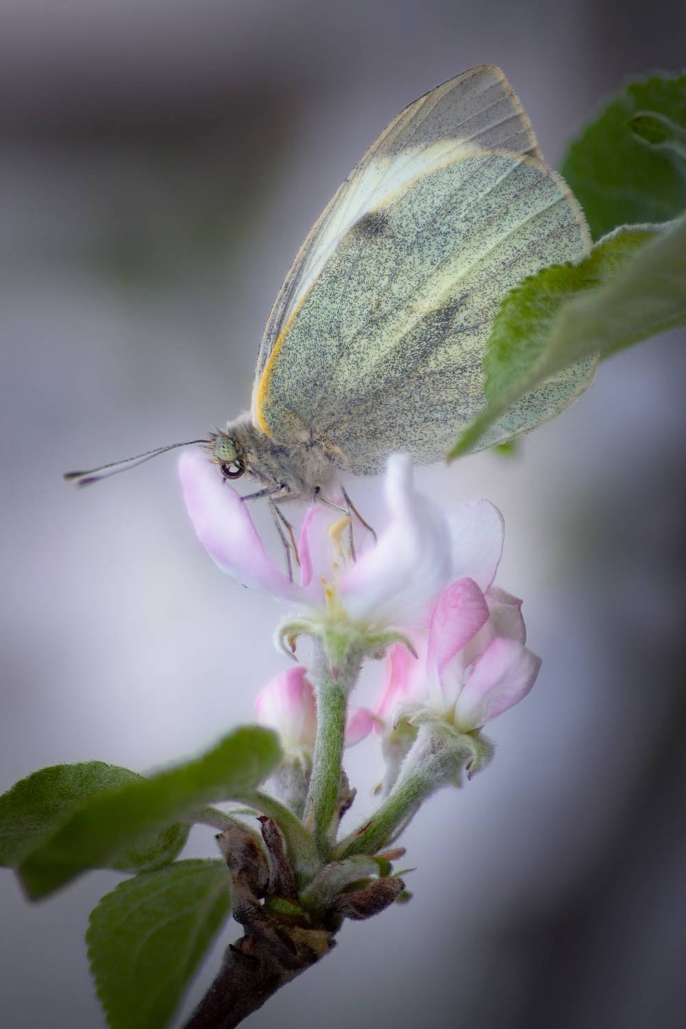 Весенние мотивы...