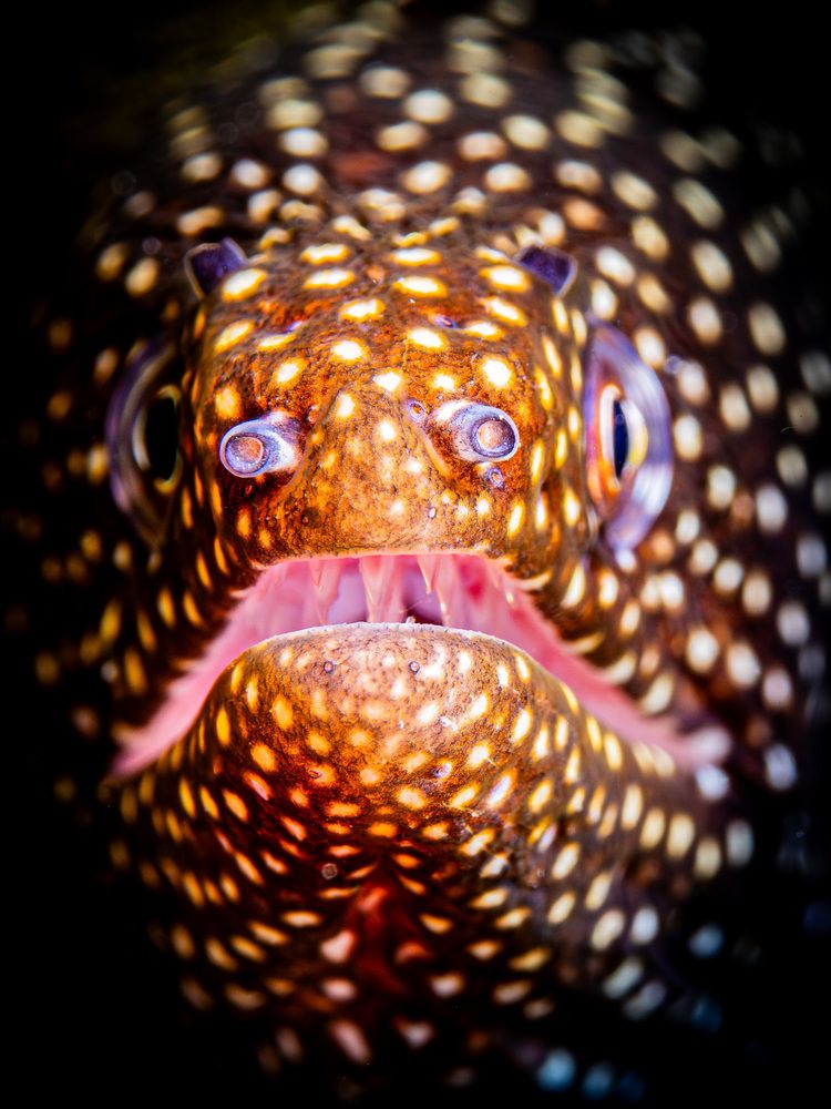 Photograph by Plakida Alexander
